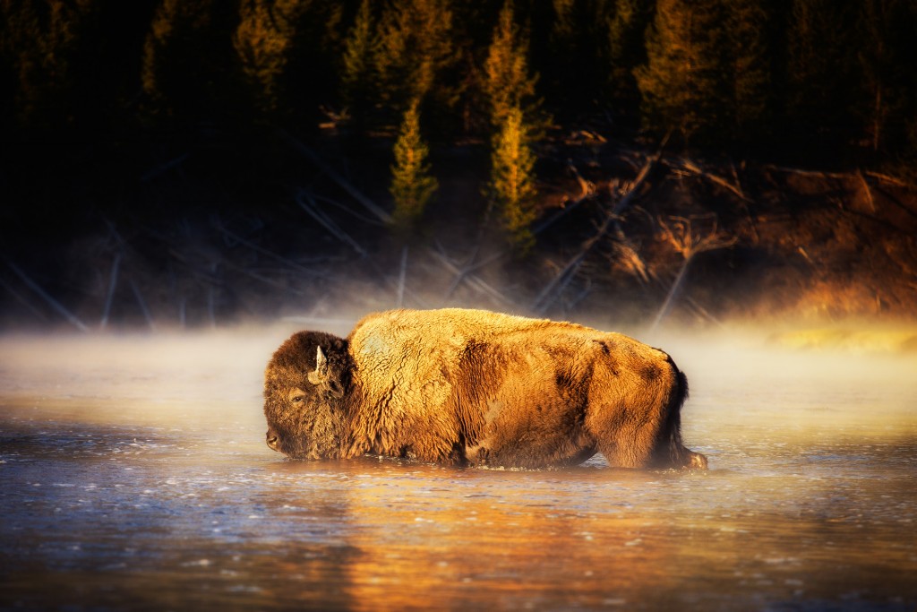 Bison-in-the-River-in-Yellowstone-by-Michael-Matti