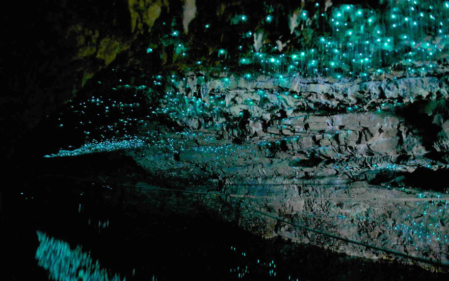 Cuevas-Waitomo-Glowworm-5