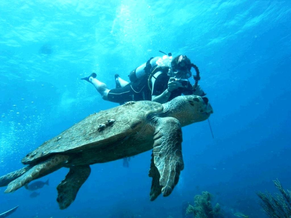 Liveaboard-Diving-Belize-Diver-Taking-Picture