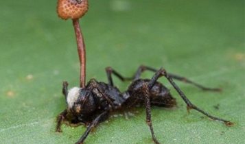 Hongo en hormiga
