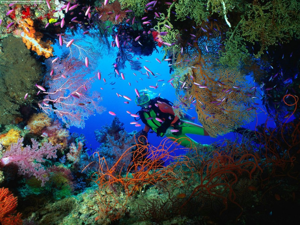 Soft Coral Embellished Cave, Fiji