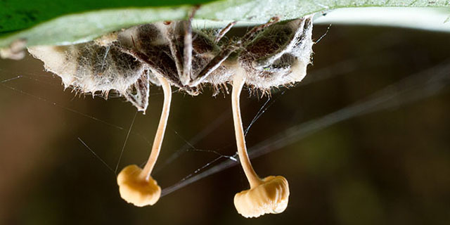 Hormiga con Cordyceps
