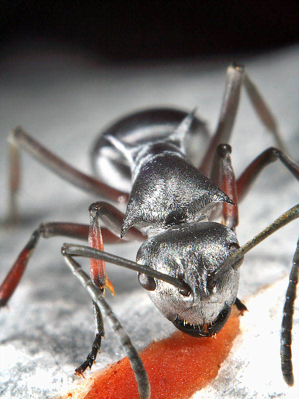 silver-ant-img_8958