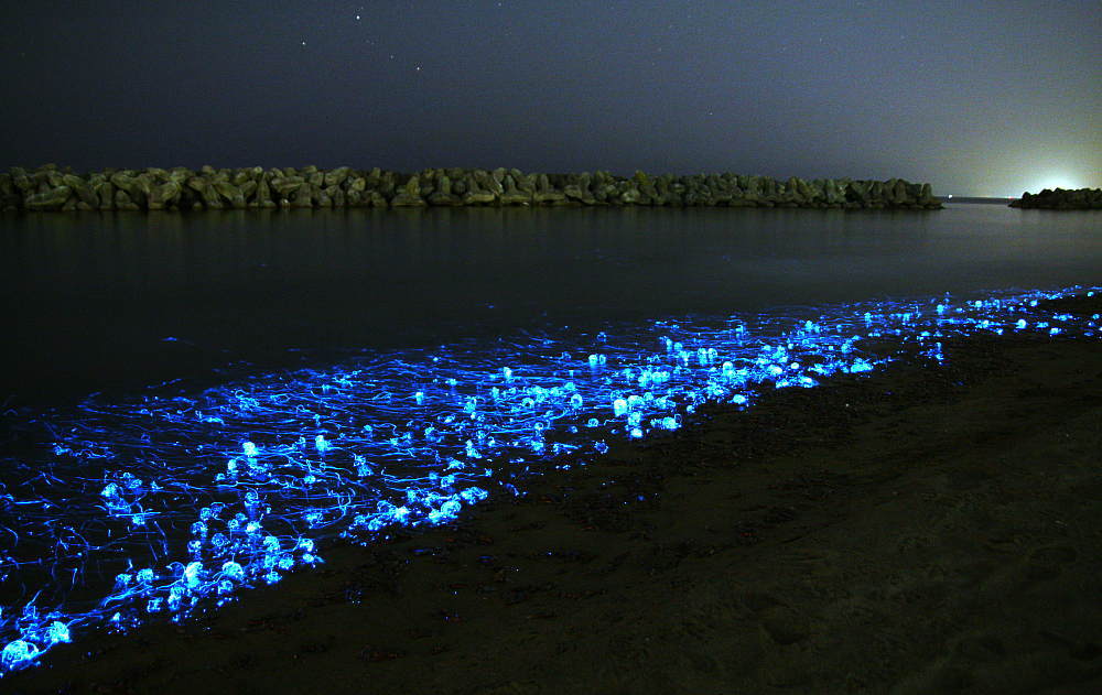 bioluminescencia-no-mar-mare-lactea