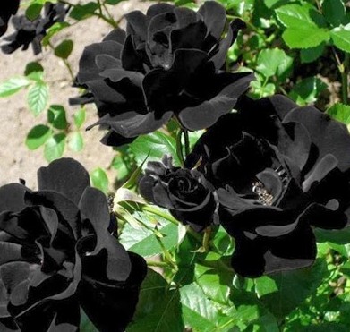 Sabías que las rosas negras existen de forma natural? - ¡No sabes nada!