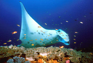 Manta raya en el lugar de limpieza