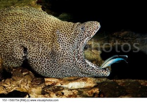 Pez limpiador de Bluestreak, dimidiatus limpiando la boca a una Gymnothorax favagineus o leopardo morena.
