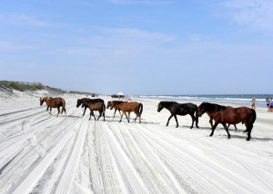 outerbanks caballos