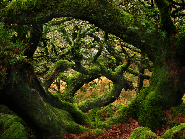 Wistmans-Wood-Dartmoor