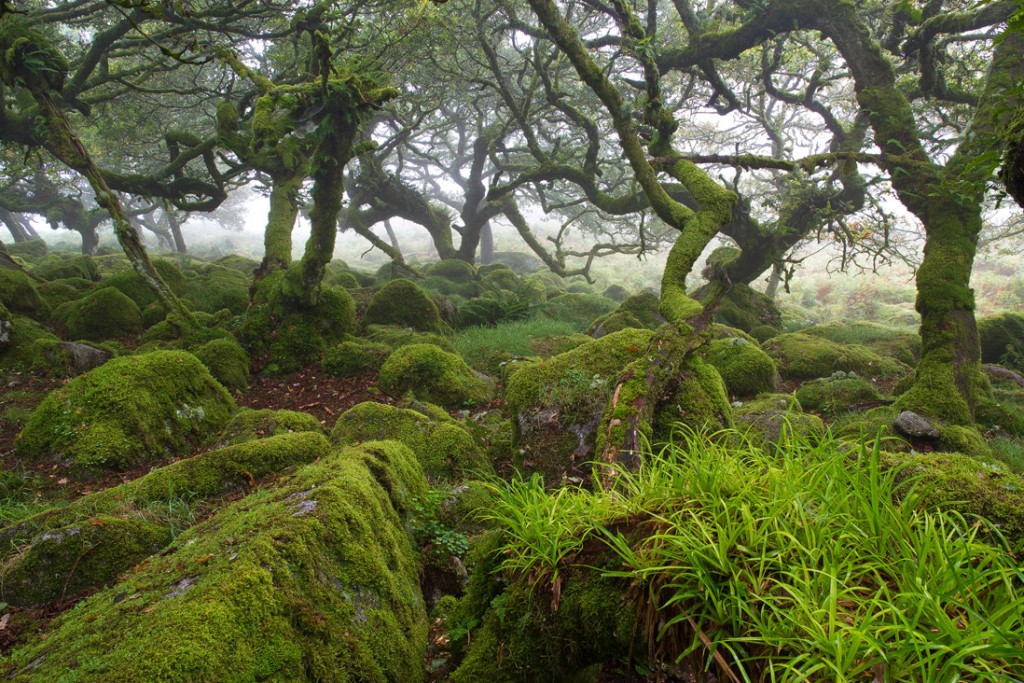dartmoor-forest