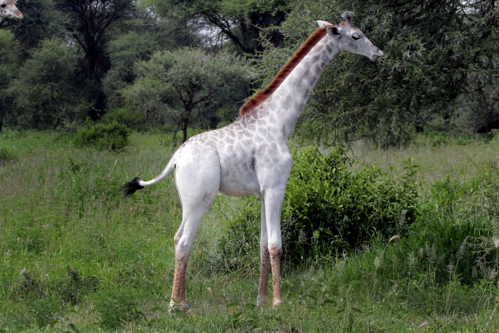 PIC BY DEREK LEE/ CATERS NEWS - (PICTURED: Omo the white giraffe) - Are you having a giraffe? These incredible snaps show a rare WHITE giraffe grazing in the African bush. Omo the white giraffe has been spotted roaming around Tarangire National Park, in Tanzania, along with the rest of her herd who dont seem to notice her unusual colouring. Ecologist Dr Derek Lee, founder and scientist at the Wild Nature Institute, caught the pale giraffe on camera. Derek, 45, said: Omo is leucistic, meaning many of skin cells are incapable of making a pigment but some are, so she is pale but not pure white with red or blue eyes as a true albino would be. SEE CATERS COPY.