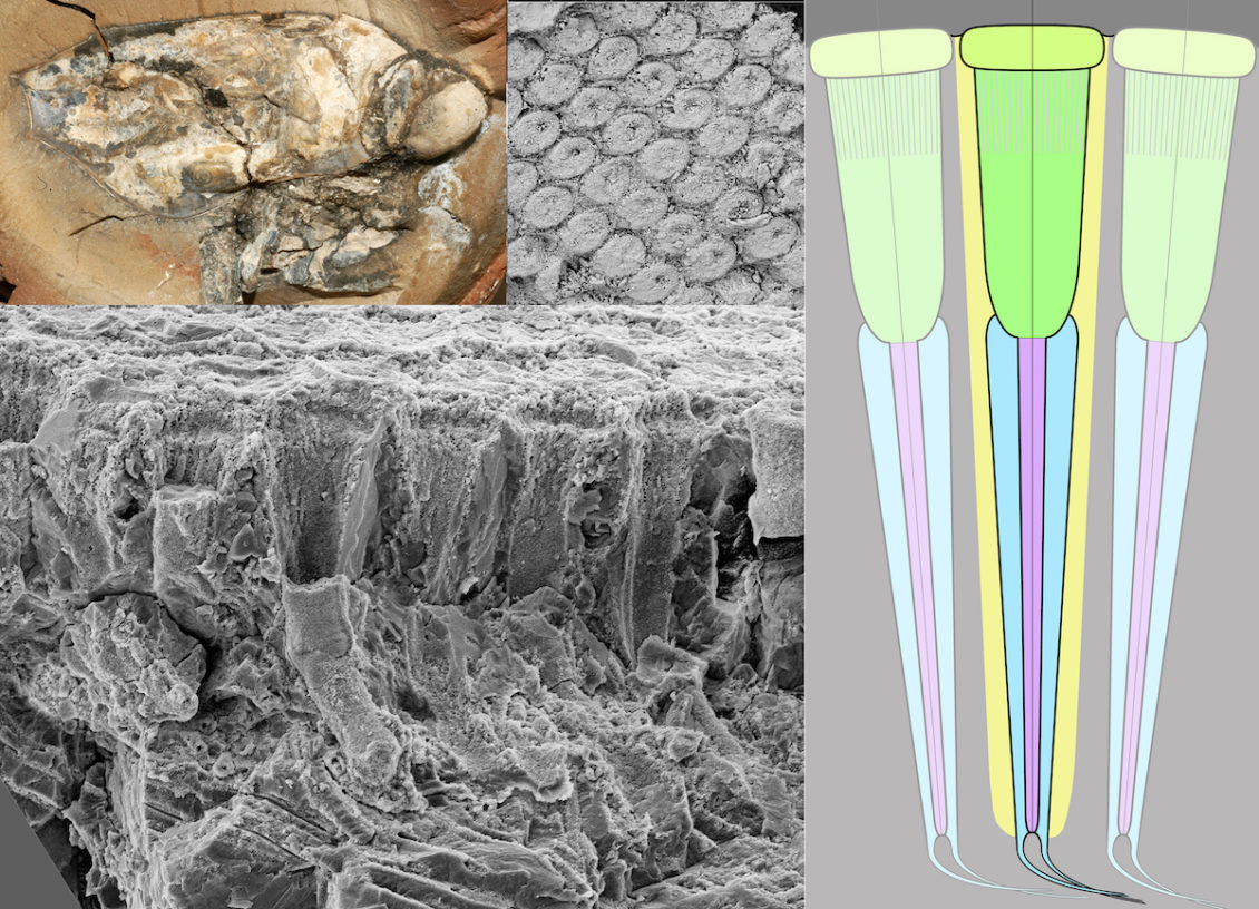 Parte superior izquierda: muestra actual de la conserva de Dollocaris. Parte superior: superficie de la lente corneal. Derecha: reconstrucción de la lente de la córnea, cono cristalino y células sensoriales.