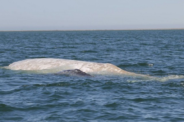 ballena gris albina