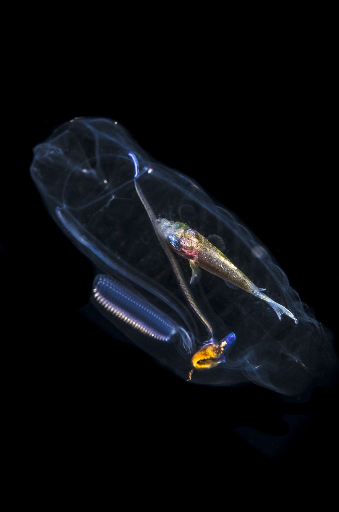 PIC BY WAYNE MACWILLIAMS/CATERS NEWS - (PICTURED: An incredible translucent fish.) -You are what you eat! This is the moment a photographer captured a peculiar translucent creature hiding in the depths of the ocean.The see-through creature can be seen with an undigested colourfully shimmering fish still in its belly. Captured in approximately 500ft of water and two miles offshore on the edge if the gulf stream.Wayne MacWilliams was Blackwater diving on Singer Island in Palm Beach, Florida when he captured the images.Wayne, 58, completed his dive with dive operator Pura Vida. SEE CATERS COPY.