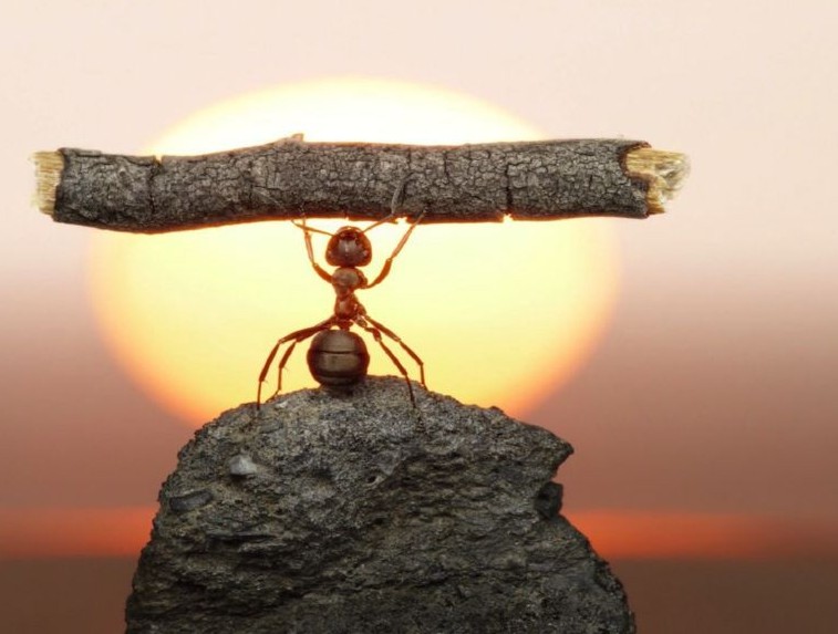 Una-hormiga-sobre-una-piedra-levantando-un-palo-frente-a-un-atardecer