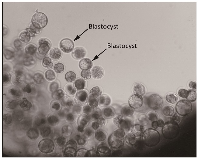 Los embriones de ratón que se desarrollaron en blastocitos 80 horas después del lanzamiento. | Daily China.