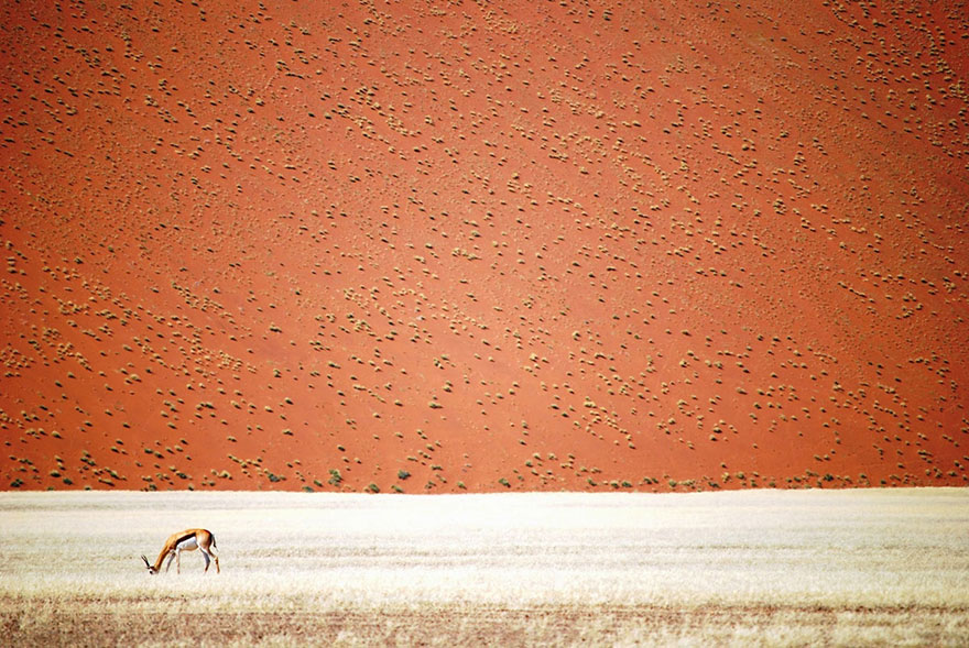 Una gacela solitaria con las dunas de arena de Namibia al fondo. Doris Landertinger.