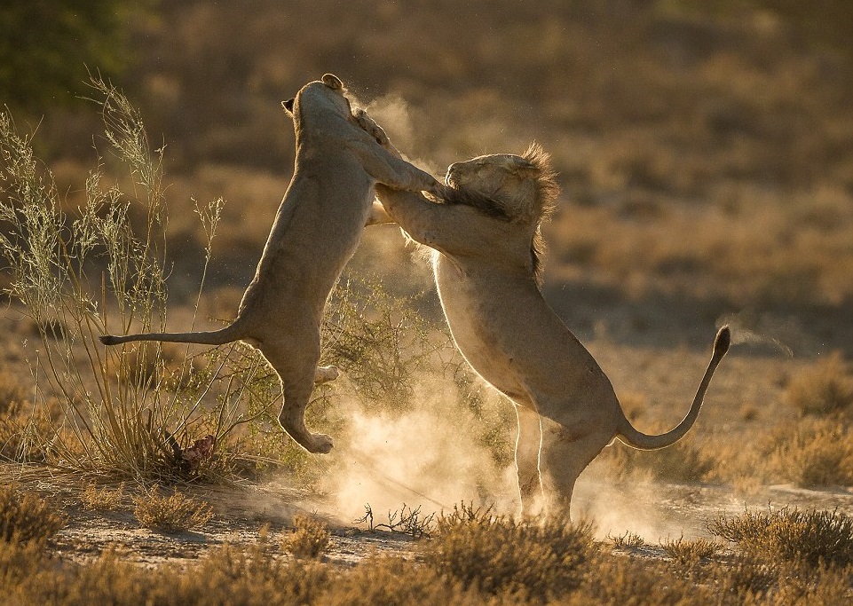 Una pelea estalla en el Parque Internacional de Kgalagadi, África del Sur. Jaco Marx.