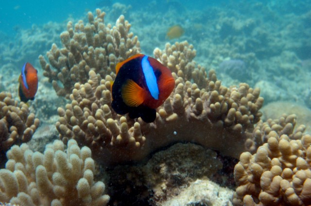 clownfish on bleached reef