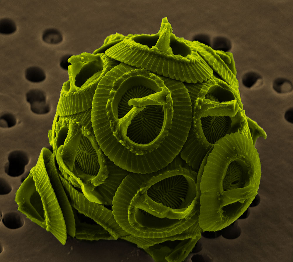 microalgae_zoom