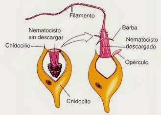 Cnidocitos o cnidoblastos 1