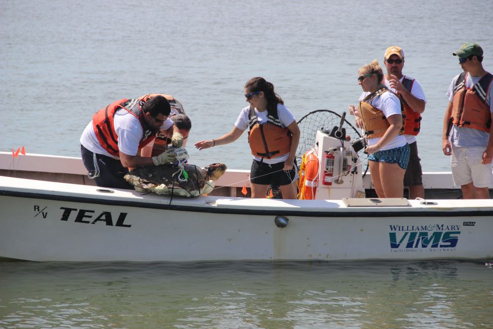 The research team conducts a mock deployment of a Frankenturtle in the waters of the York River in front of VIMS. From L: volunteer Claiborn Phillips, Asst. Professor David  Kaplan, graduate students Bianca Santos and Darbi Jones, Captain Graham Broadwell, and summer aide Jared Reay.