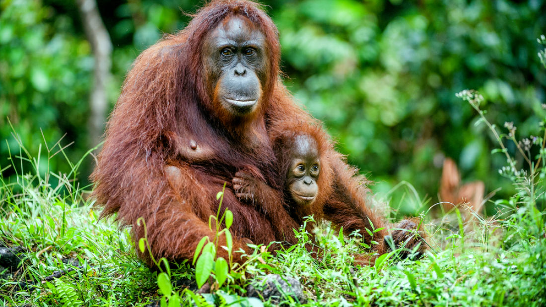 extra_large-1467900068-bornean-orangutan-pongo-pygmaeus