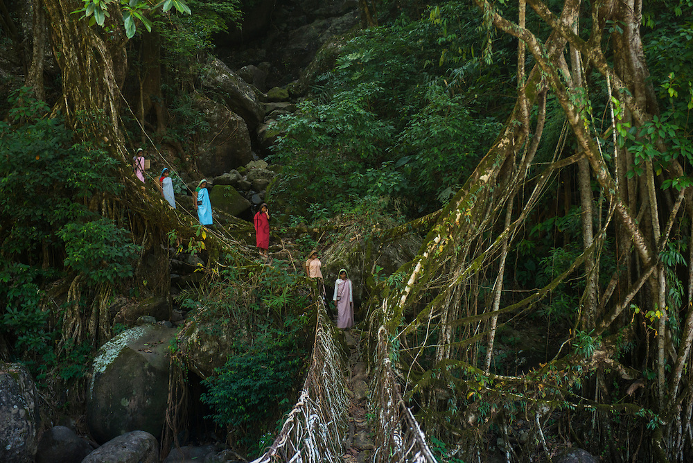 Living bridge or Root bridge (Ficus elastica) & Khasi woman Khasi Tribe Nongriat, Khasi Hills Meghalaya, ne India Range: South China, NE India, Burma