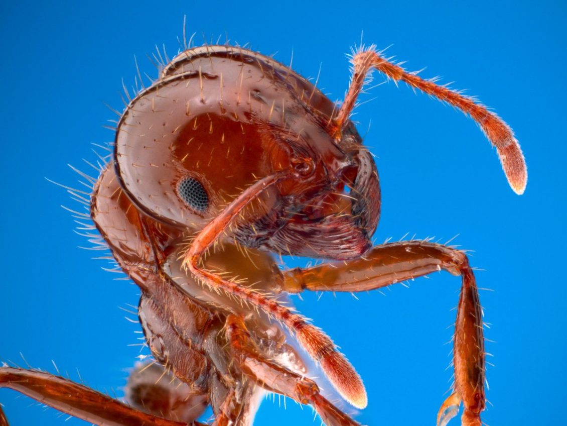 red-fire-ant
