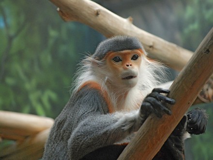 red-shanked_douc_monkey