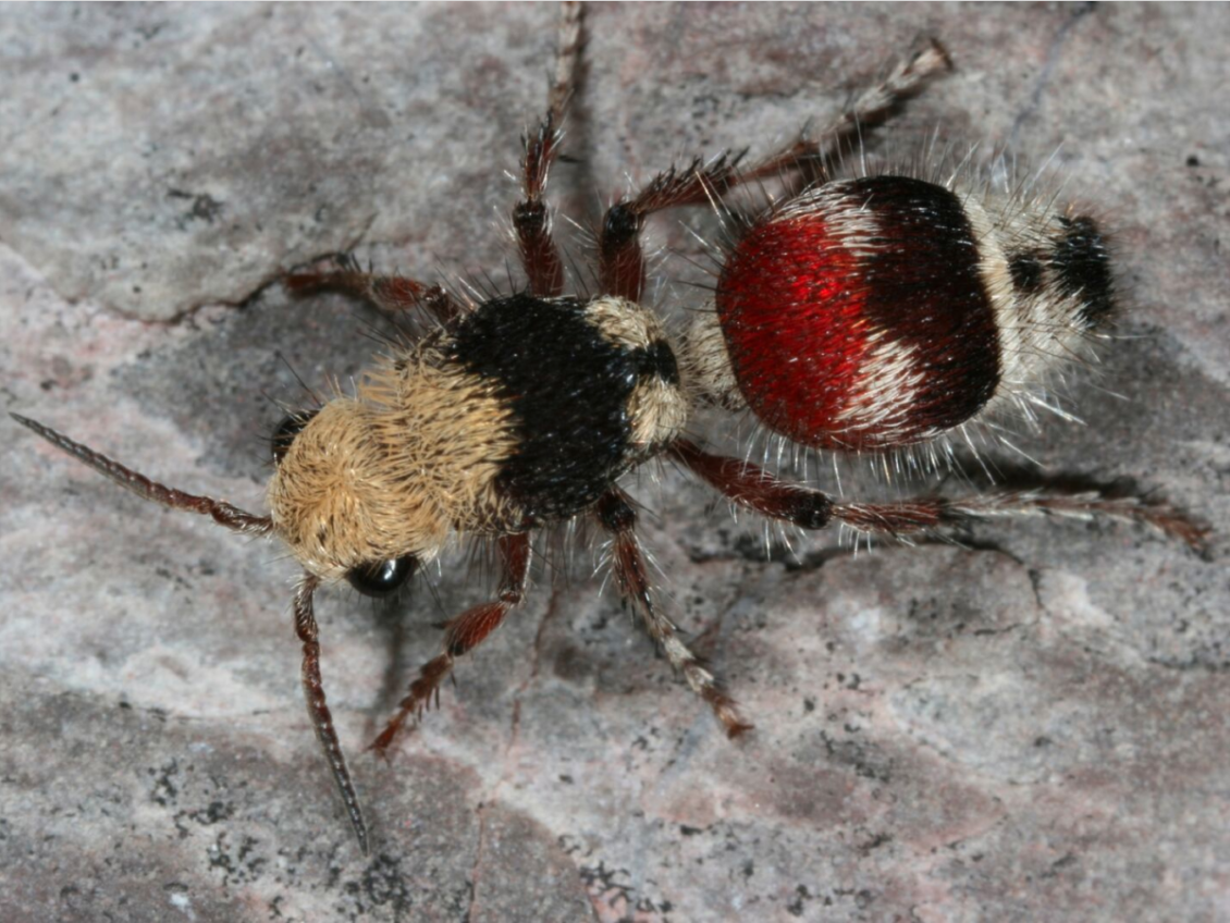 velvet-ant-technically-a-wasp