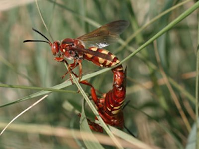 western-cicada-killer