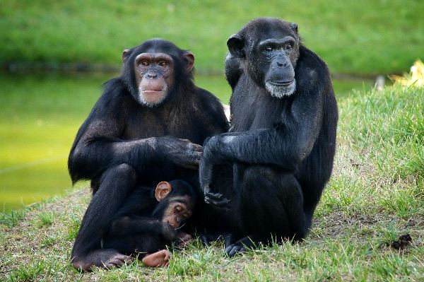 Chimpanzee_Family_600