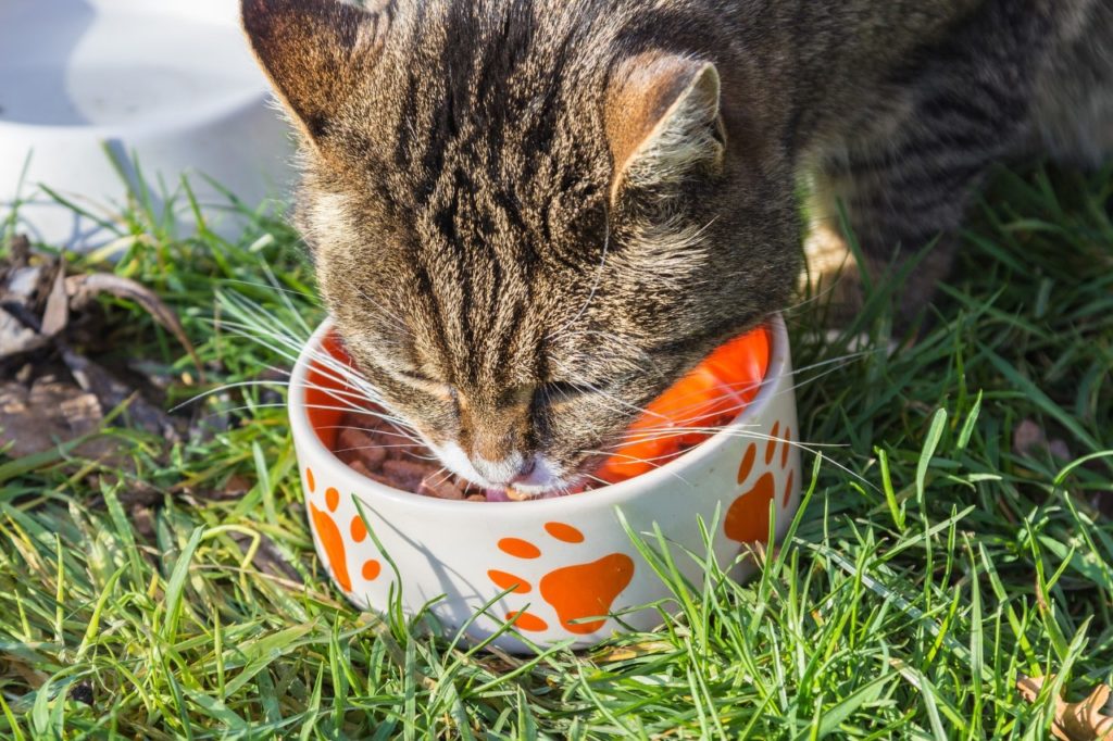 La importancia de la alimentación en los gatos ¡No sabes nada!