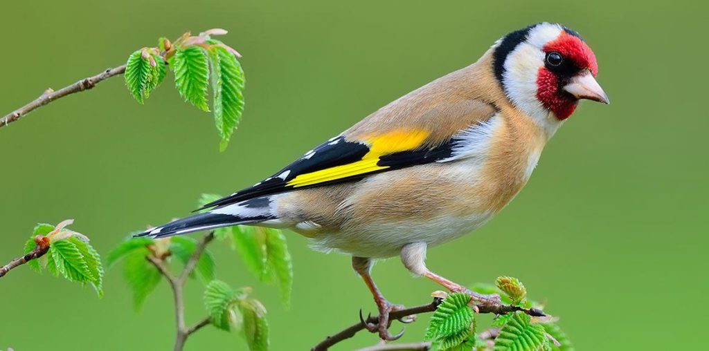 Así ve el mundo un pájaro - ¡No sabes nada!