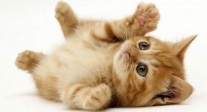gato
