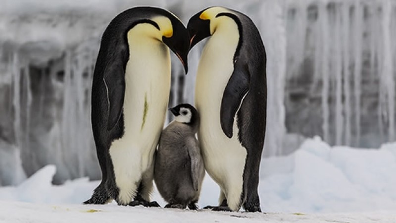 El pingüino emperador podría desaparecer para fin de siglo. !No queremos que pase!