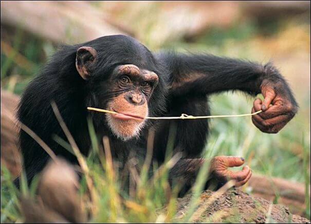 Se había documentado el uso de herramientas por parte d elos primates, pero no su capacidad para transmitir la enseñanza.