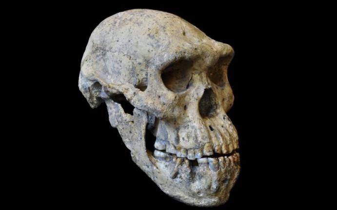 El último Homo erectus se paseó por Java.