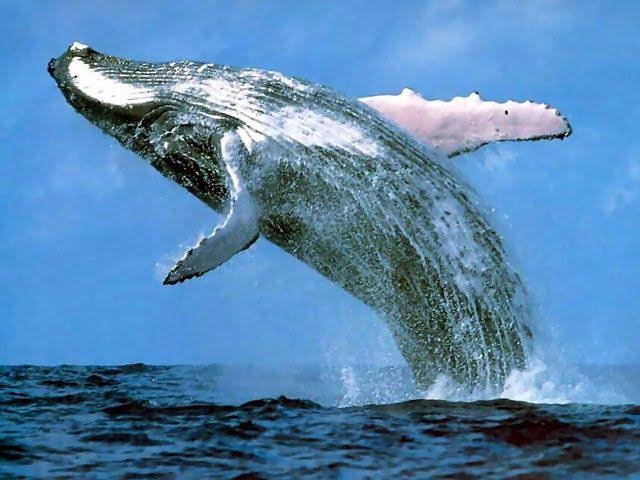 La ballena azul tiene dos latidos por minuto