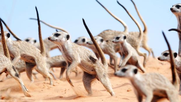 La danza de guerra suricata. Cuando Hakuna Matata no es suficiente.