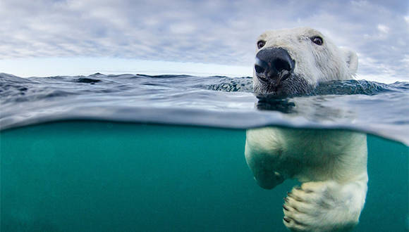 Un oso polar hambriento nadando en busca de alimento.