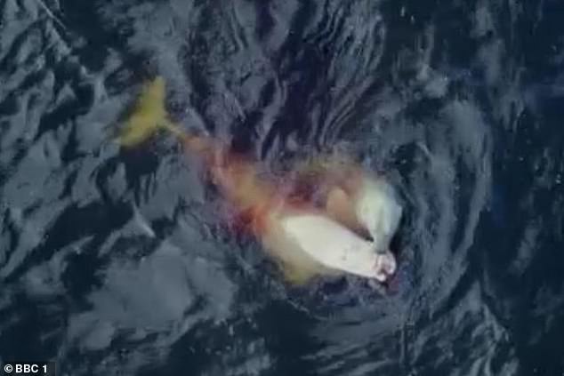 El oso polar se lleva la comida a casa. ¡Atención, hoy la cena es ballena!