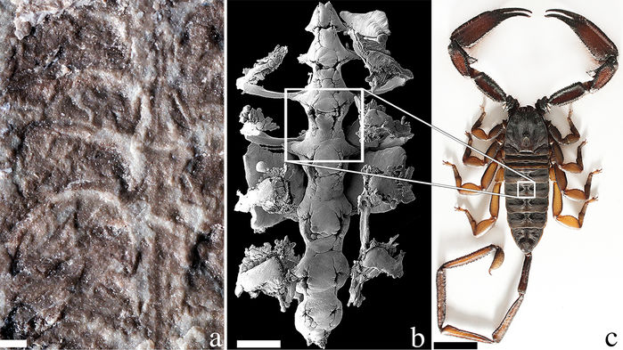 El escorpión más antiguo del mundo fue revelado luego de décadas de misterio.