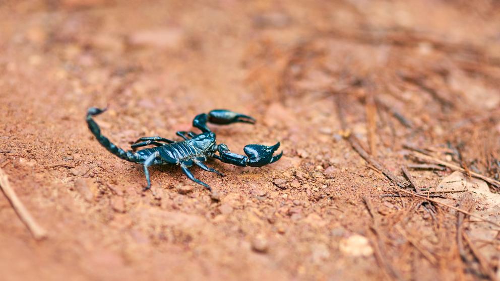 Los escorpiones no han cambiado mucho en millones de años.