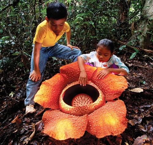 La flor más grande del mundo. ¡Cuidado con pisar las flores, niños!