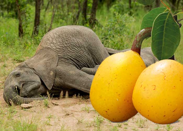 La marula causa grandes borracheras en los elefantes