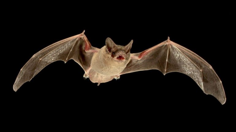 Los murciélagos son el origen de múltiples virus. ¿Por qué?