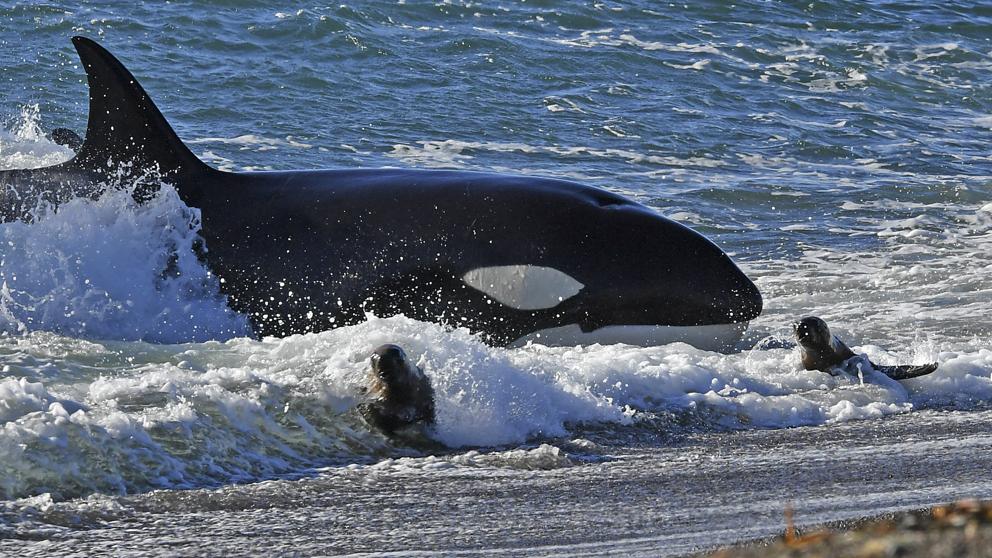 Las orcas son el principal depredador de estos cetáceos