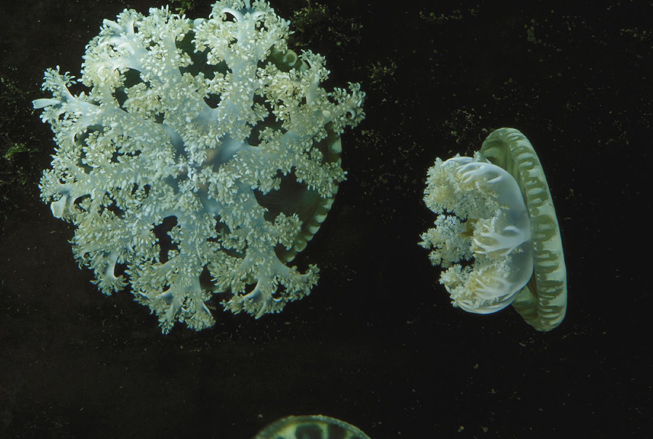 A diferencia de otras medusas, las del género Cassiopea carecen de tentáculos, por lo que no pueden cazar igual que otros congéneres.